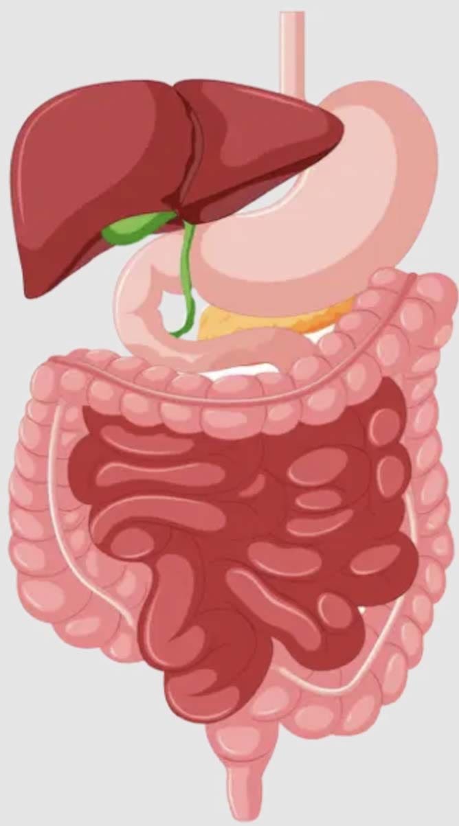 digestion effects everything